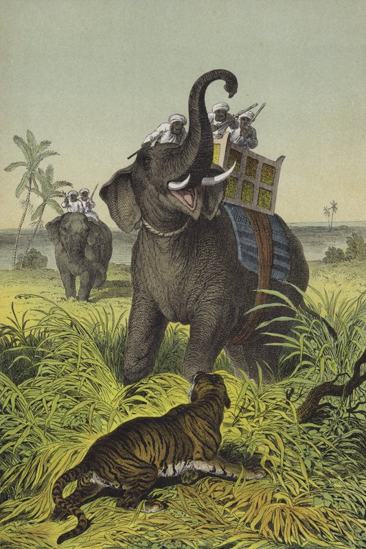 Djur och växter i Indien (färg litho) av European School