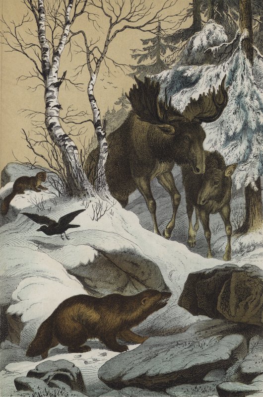 Djur och växter i Lappland (färg litho) av European School