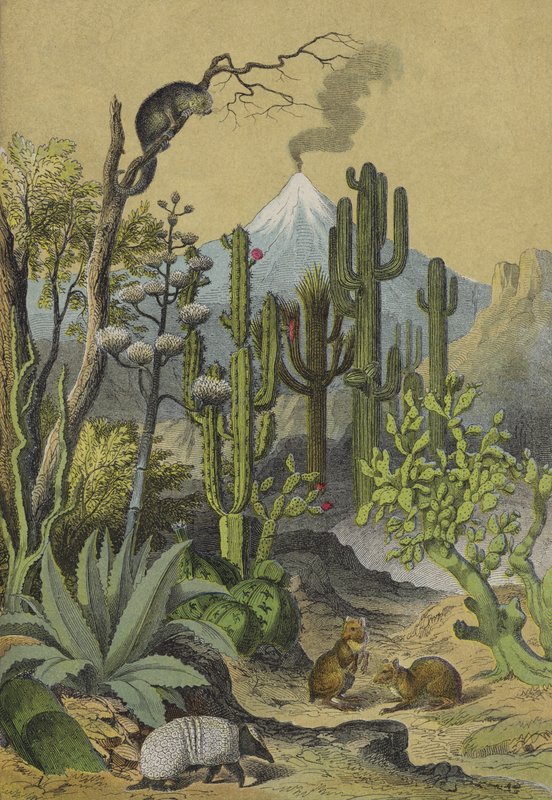 Djur och växter i Mexiko (färg litho) av European School