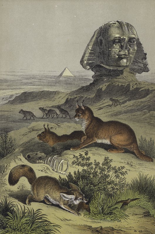 Djur i Egypten (färg litho) av European School