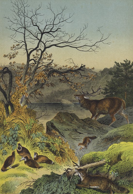 Djur i Sibirien (färg litho) av European School