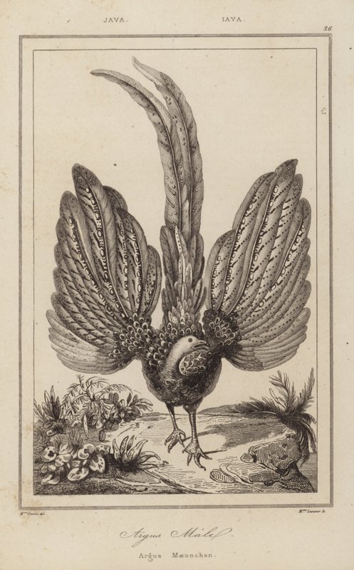 Argus Malel, Argus Maennchen av European School