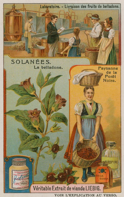 Atropa Belladonna eller Nightshade av European School