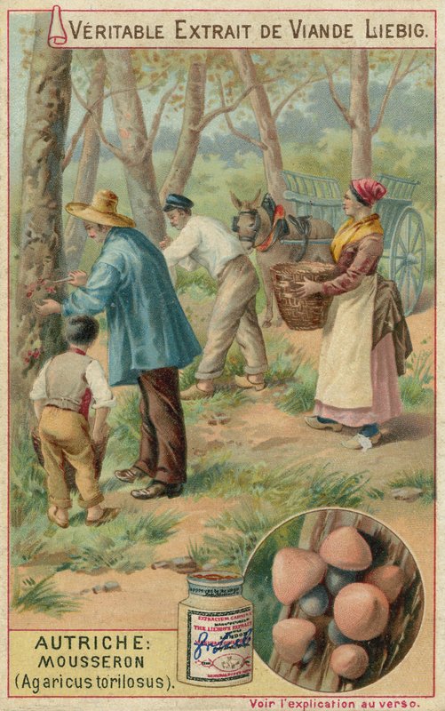 Österrike: mousseron (Agaricus torilosus) av European School