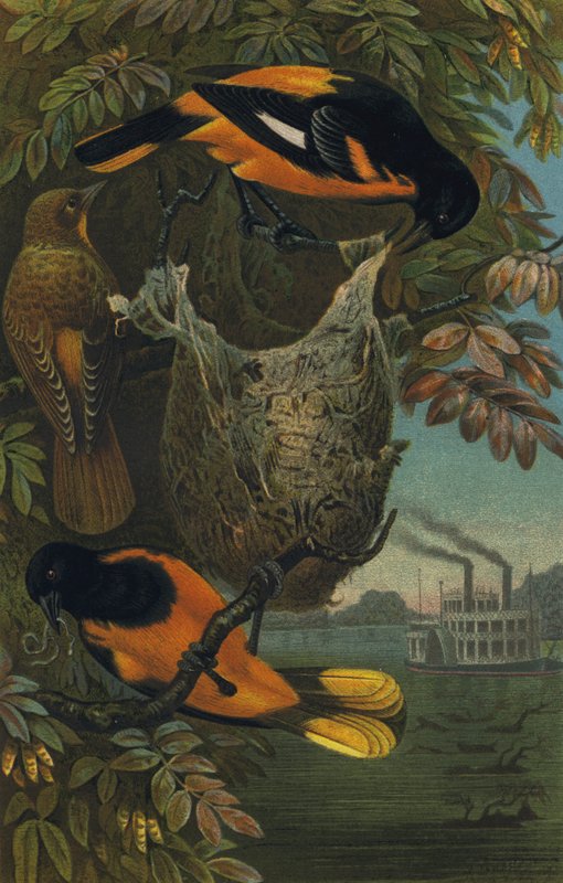 Baltimorevogel av European School