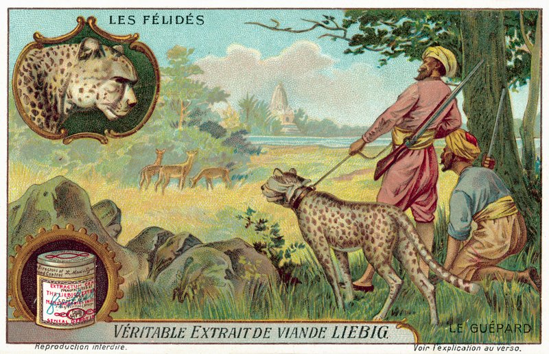 Gepard (chromolitho) av European School