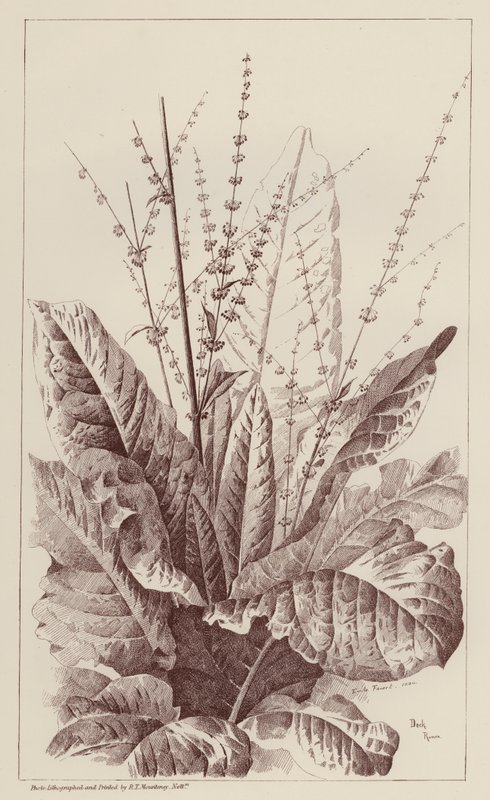 Docka, Rumex (litho) av European School