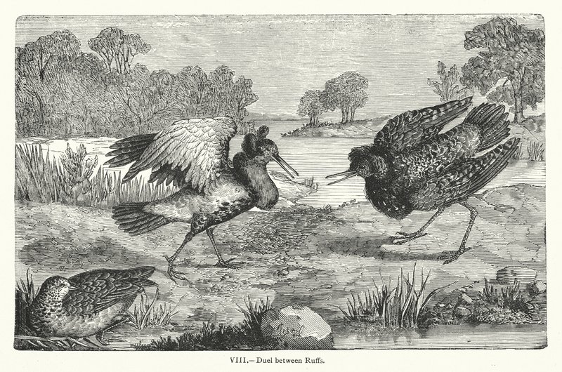 Duell mellan ruff (gravyr) av European School