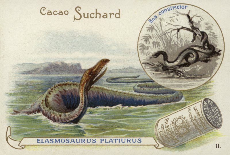 Elasmosaurus och boa constrictor av European School