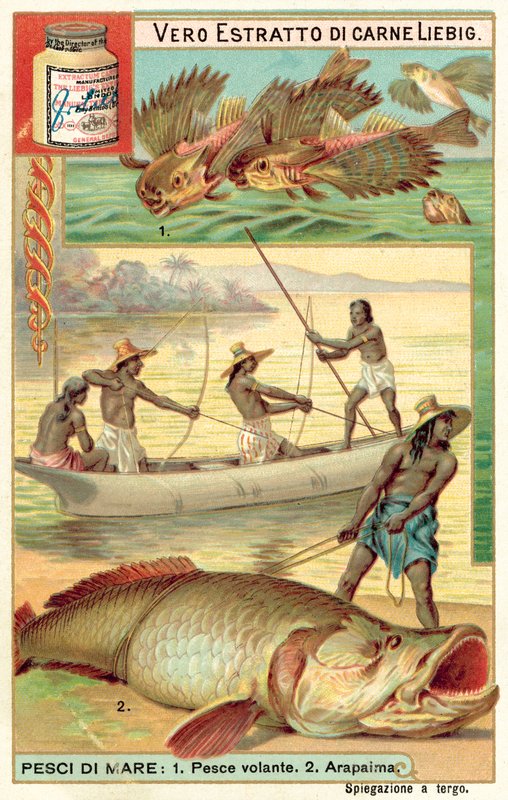 Flygfisk och arapaima (chromolitho) av European School