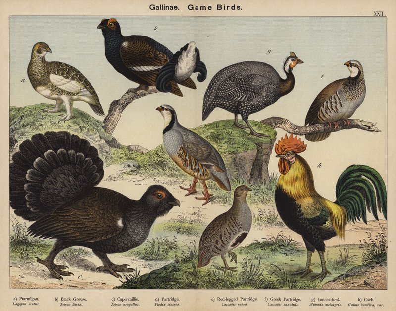 Gallinae, viltfåglar av European School