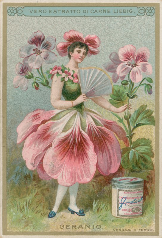 Pelargonblommaflicka av European School