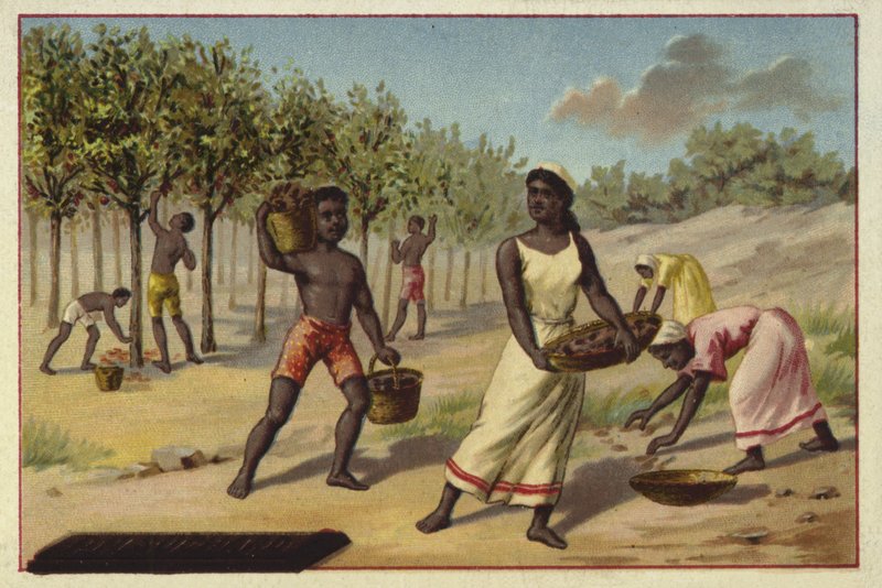 Skördar kakao, Afrika av European School