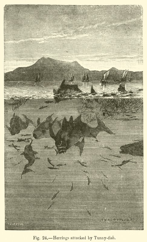 Sill attackerad av Tunny-fish (gravyr) av European School