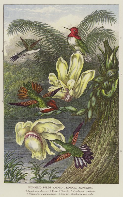 Kolibrier bland tropiska blommor (gravyr) av European School