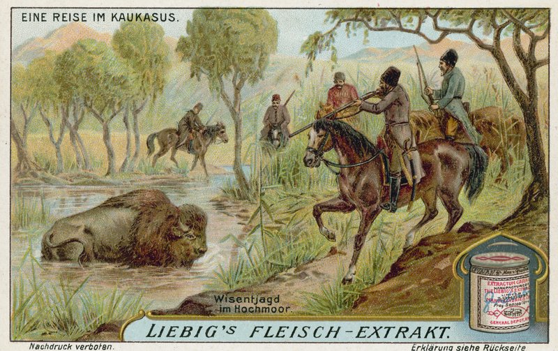 Jagar bison i ett träsk av European School