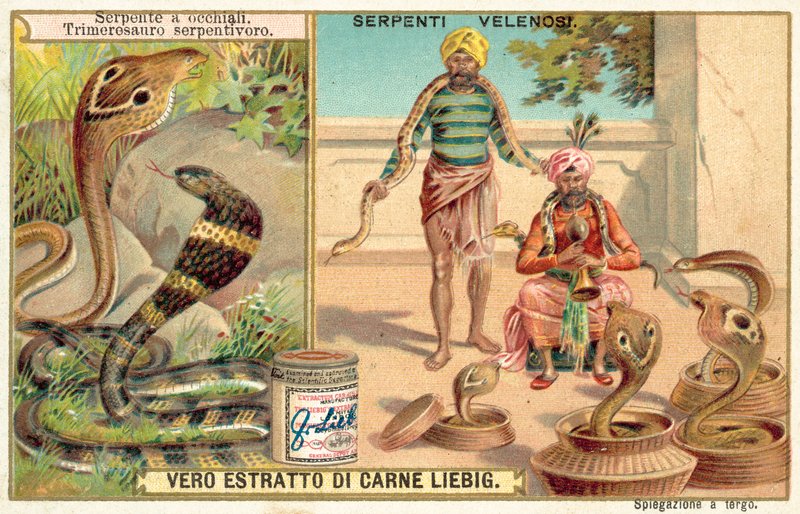 Indisk kobra och huggorm (chromolitho) av European School