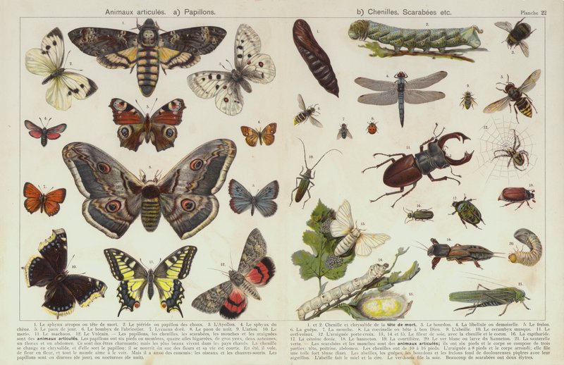 Insekter och andra ryggradslösa djur (chromolitho) av European School