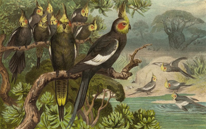 Keilschwanz-Kakadu, Corella av European School