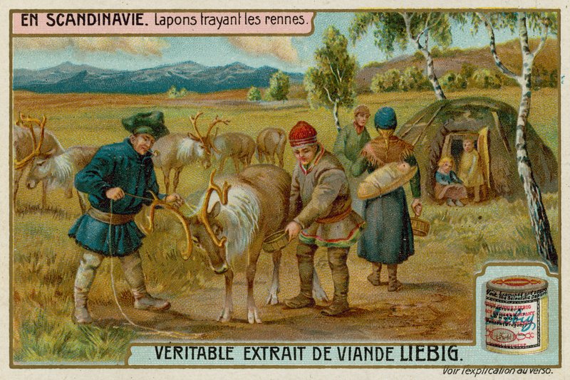 Laplanders mjölkande renar av European School
