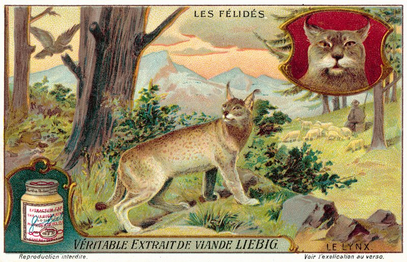 Lodjur (chromolitho) av European School
