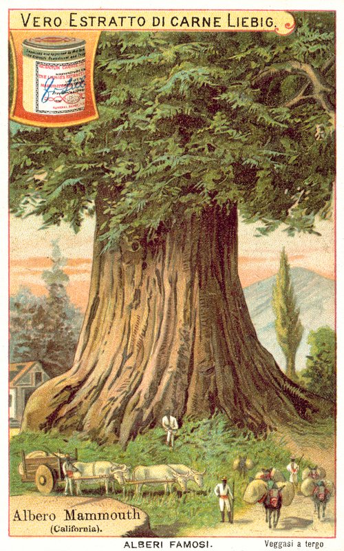 Mammoth Tree, Kalifornien (chromolitho) av European School