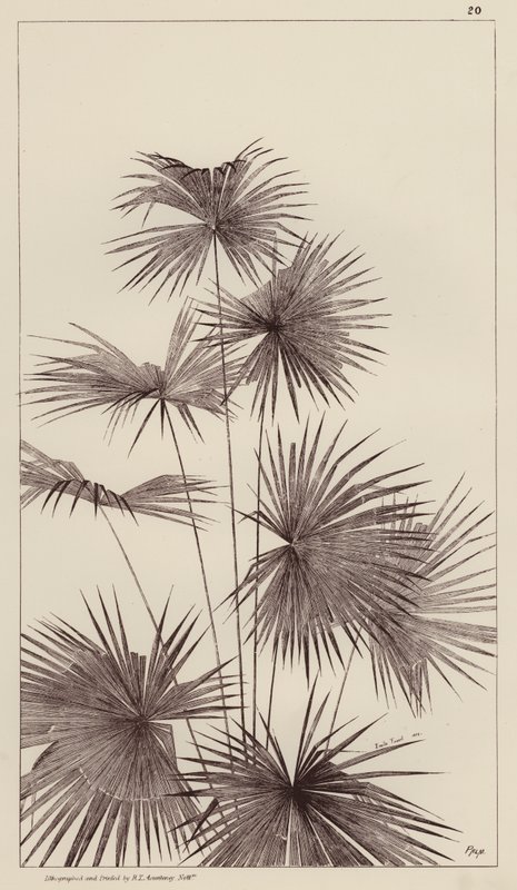 Palm (litografi) av European School