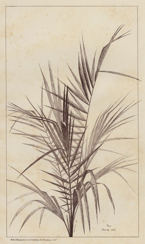 Palm, Chamaerops Exelsa (litho) av European School