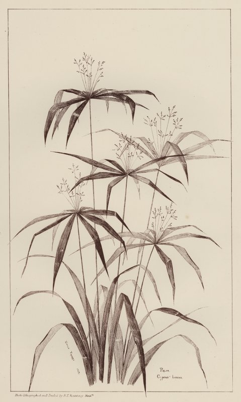 Palm Cyperus Luscus (litho) av European School