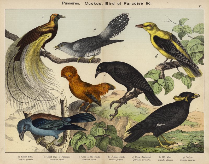 Passeres, Gök, Bird of Paradise (färg litho) av European School