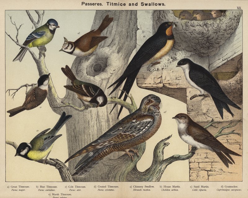 Passerar, mesar och svalor (färg litho) av European School