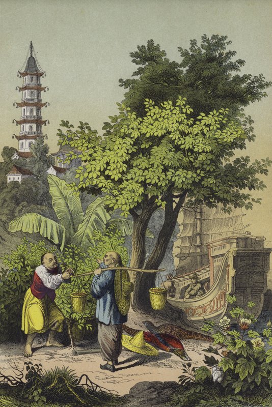 Folk och växter i Kina (färg litho) av European School