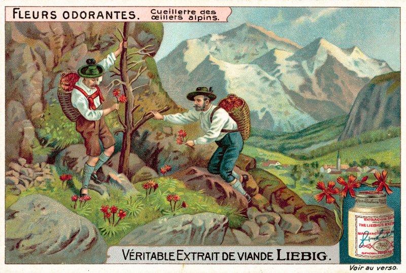 Plocka alpin dianthus (chromolitho) av European School