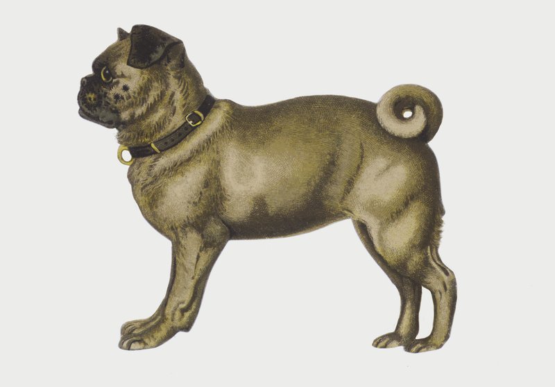 Porträtt av en mops (chromolitho) av European School