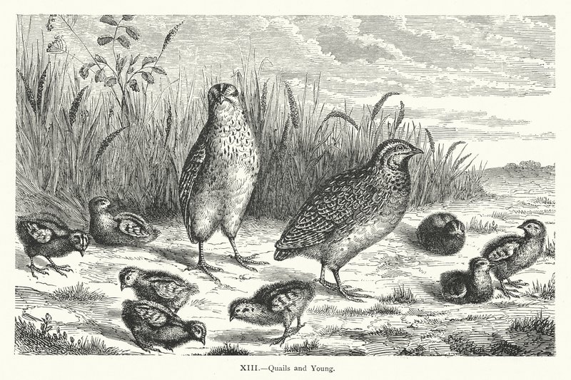 Quails and Young (gravyr) av European School