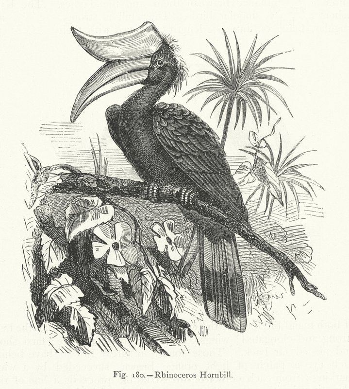 Noshörning Hornbill (gravyr) av European School