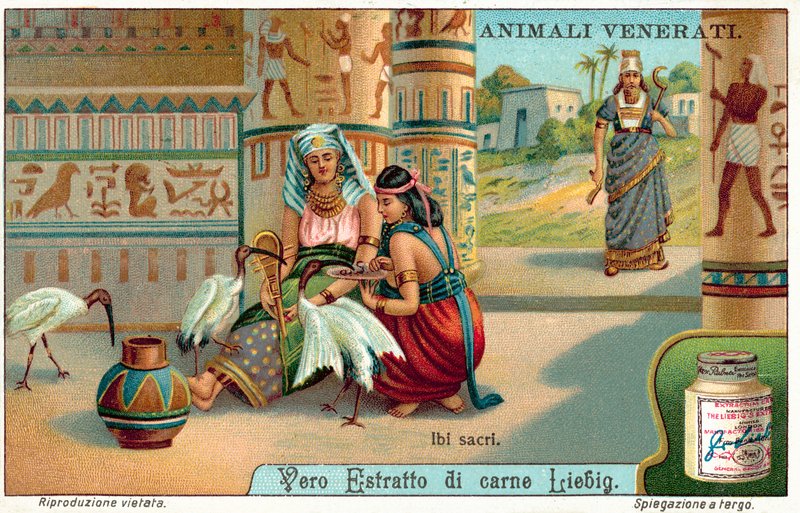 Helig ibis i det antika Egypten (chromolitho) av European School