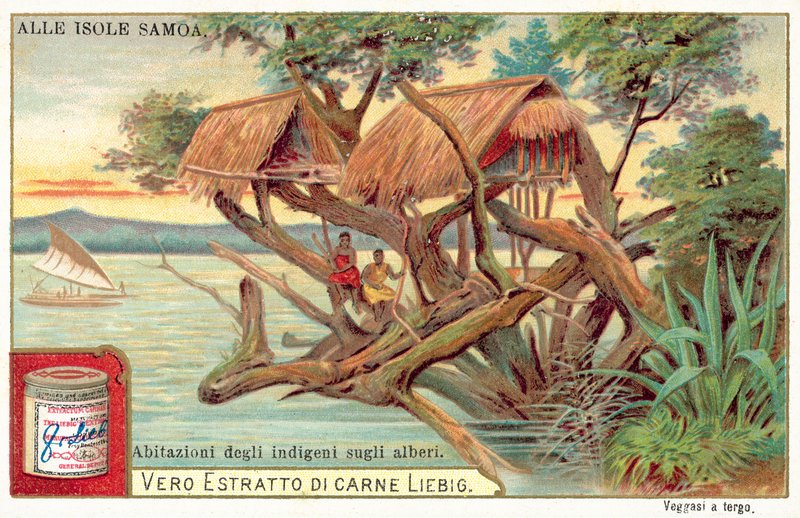 Samoansk trädkoja (chromolitho) av European School