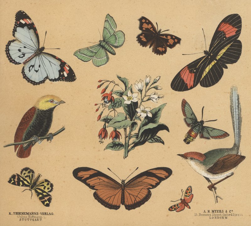 Scraps för ungdomar (färg litho) av European School