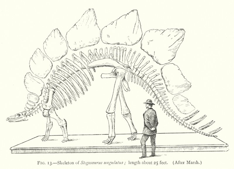 Skelett av Stegosaurus ungulatus (litho) av European School