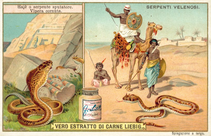 Spottkobra och hornhuggorm (chromolitho) av European School