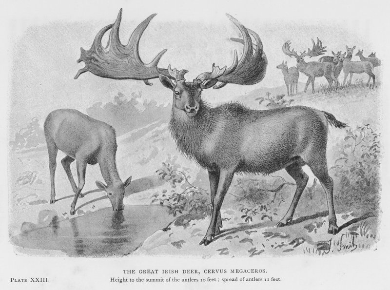 The Great Irish Deer, Cervus Megaceros (litho) av European School