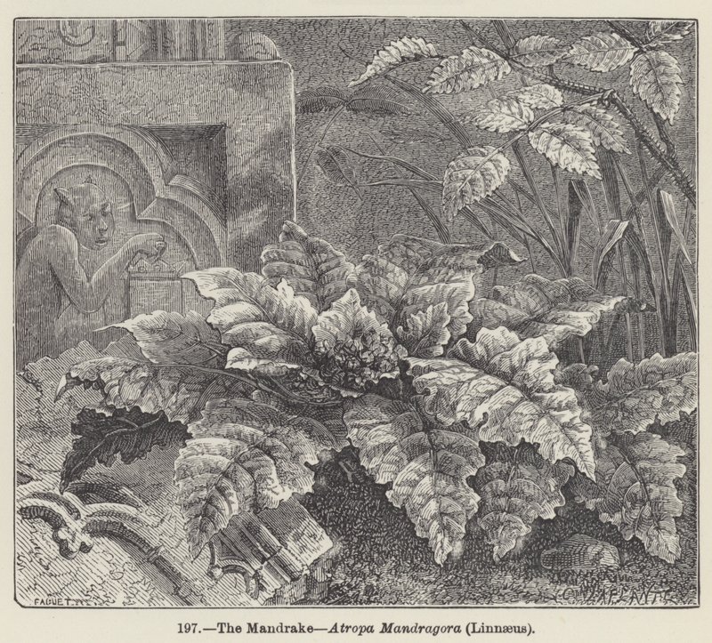The Mandrake, Atropa Mandragora, Linnaeus (gravyr) av European School