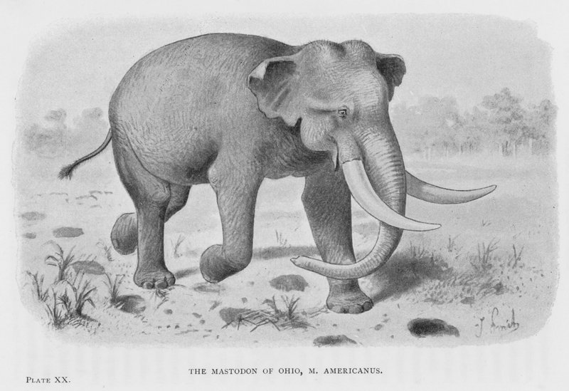 The Mastodon of Ohio, M Americanus (litho) av European School