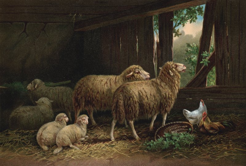 Fårfållan (chromolitho) av European School