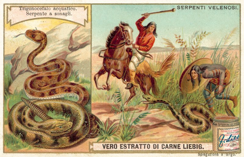Vattenmockasin och skallerorm (chromolitho) av European School