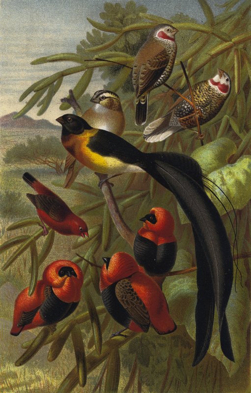Webervogel av European School