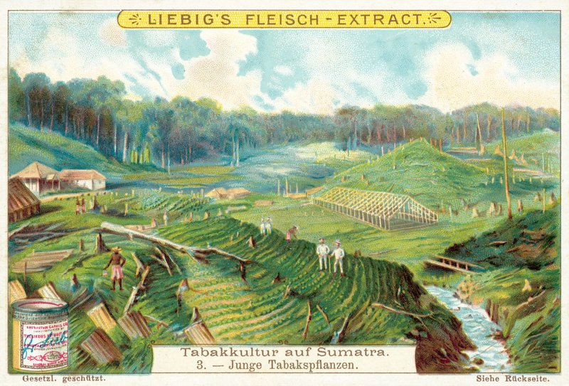 Unga tobaksplantor (chromolitho) av European School