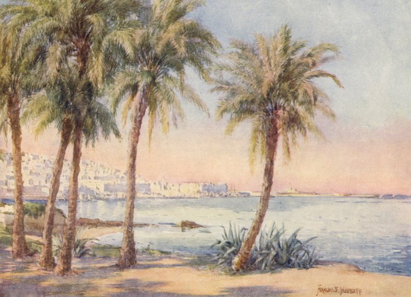 Alger från Jardin d