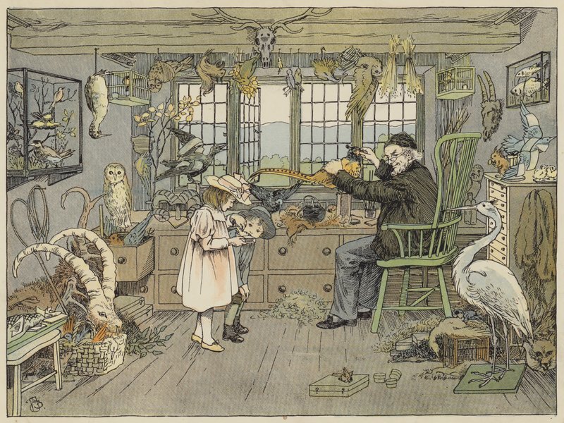 Bird-Stuffer (färglitografi) av Francis Donkin Bedford